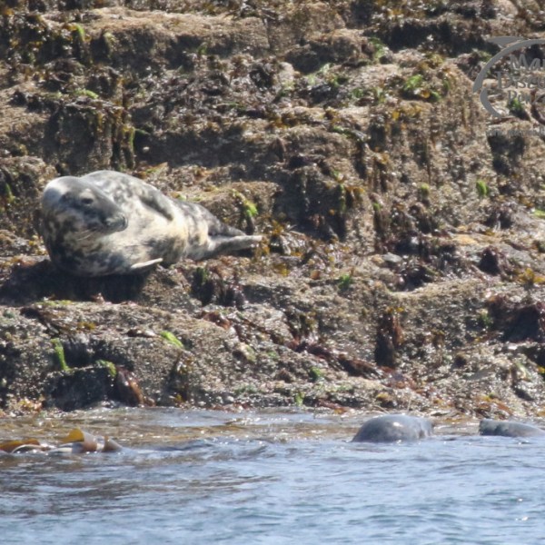 seal hauled out on the rocks