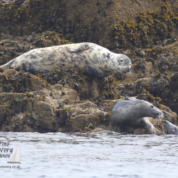 grey seals
