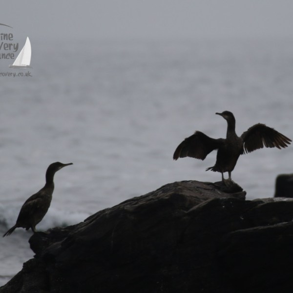 shags standing with wings outstretched