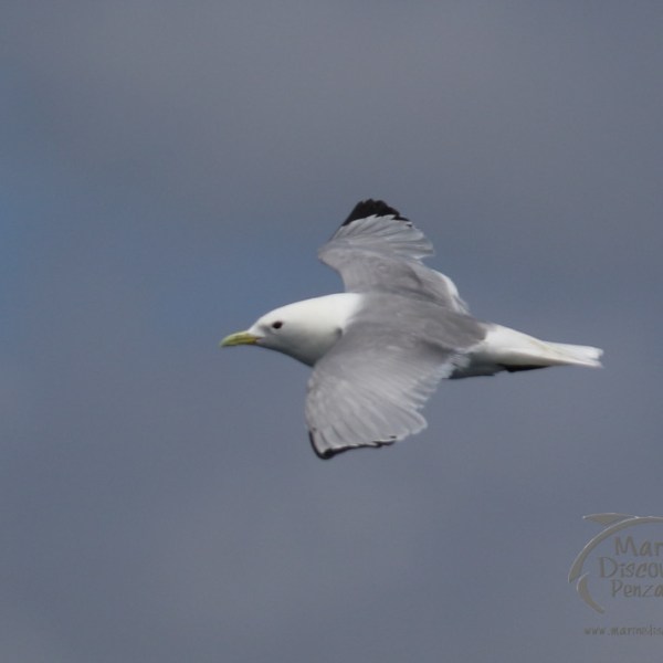 kittiwake