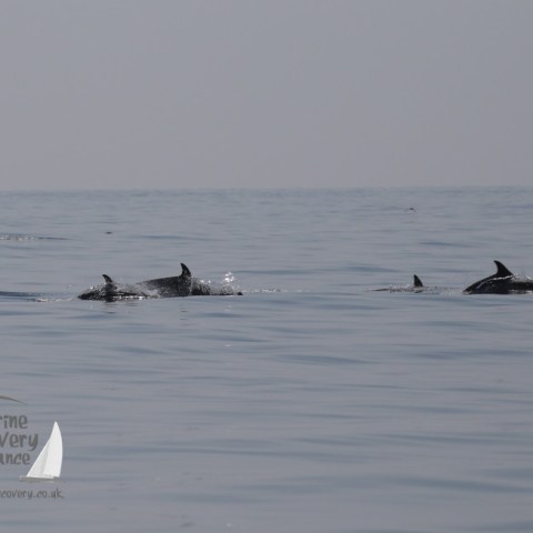 a dog swimming in a body of water