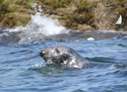grey seals swimming
