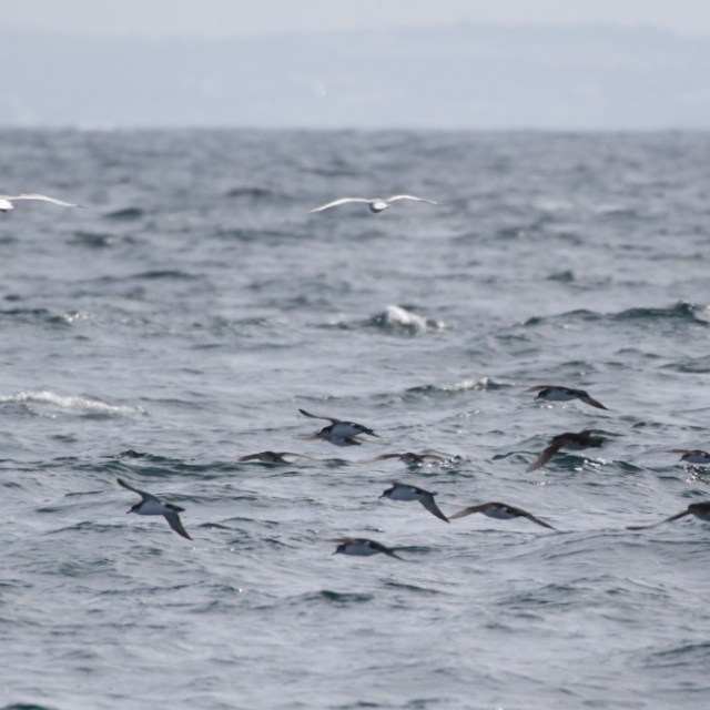 flock of shearwaters