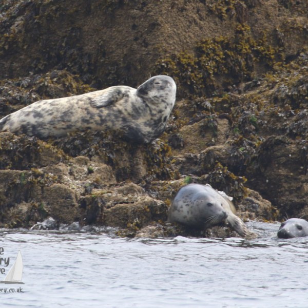 grey seals