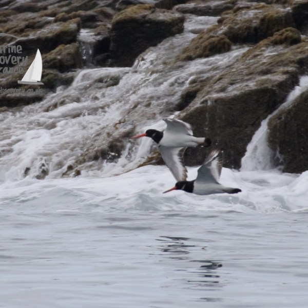 oystercatchers