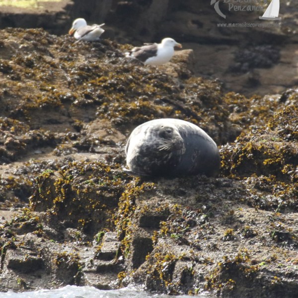sleeping grey seal