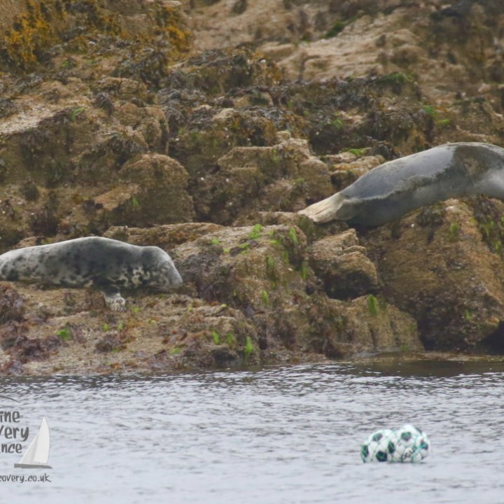 grey seals hauled out