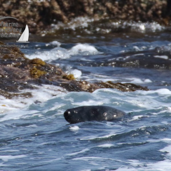 male grey seal swimming