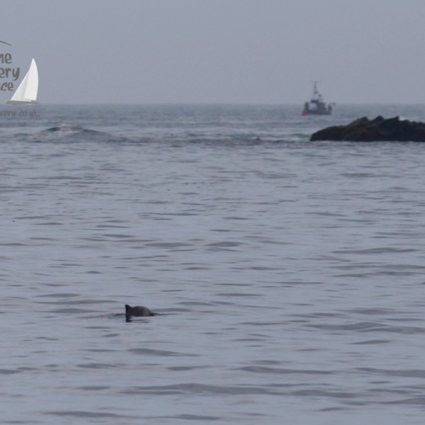 harbour porpoise