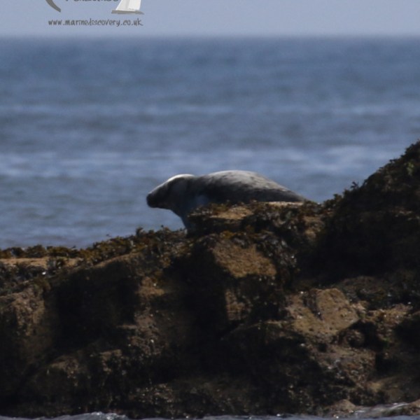 hauled out grey seal