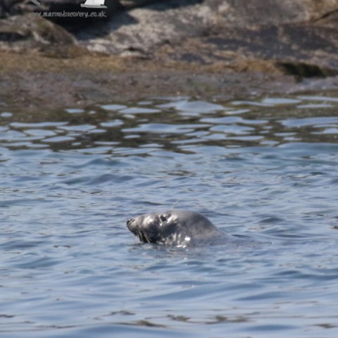grey seal