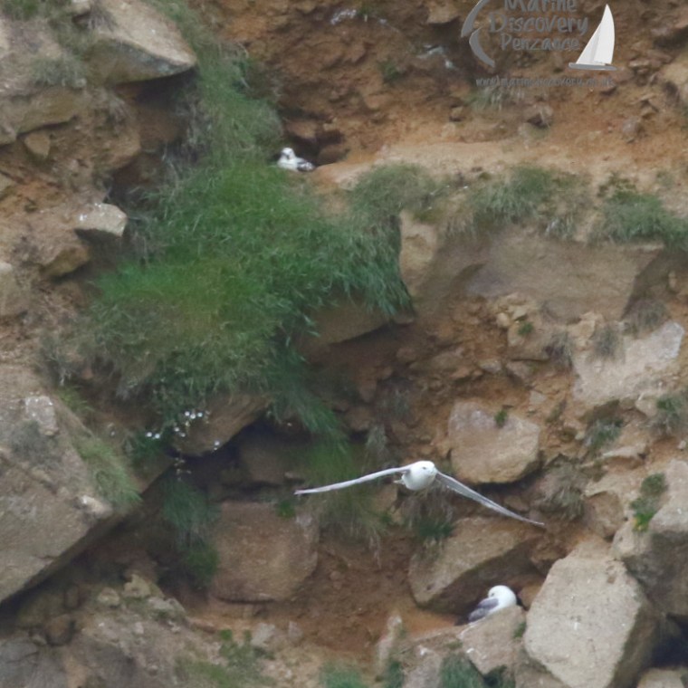 fulmars at their nesting site