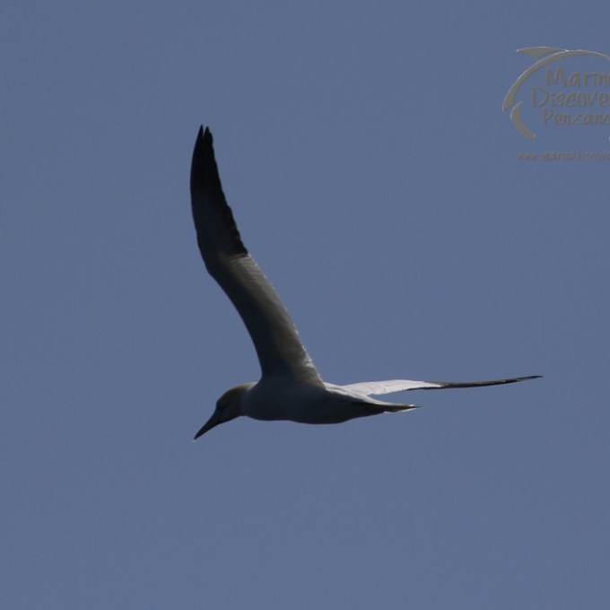 gannet