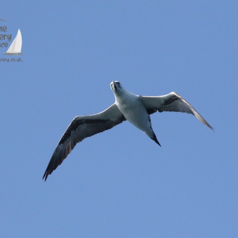gannet
