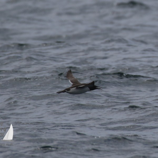 flying guillemot