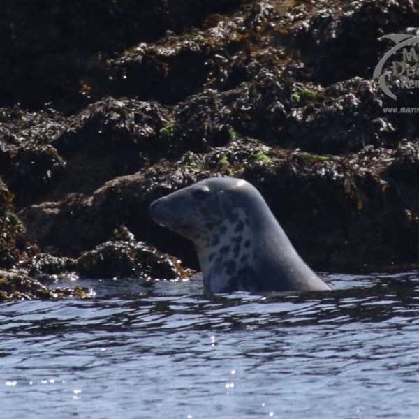 grey seal hauling out