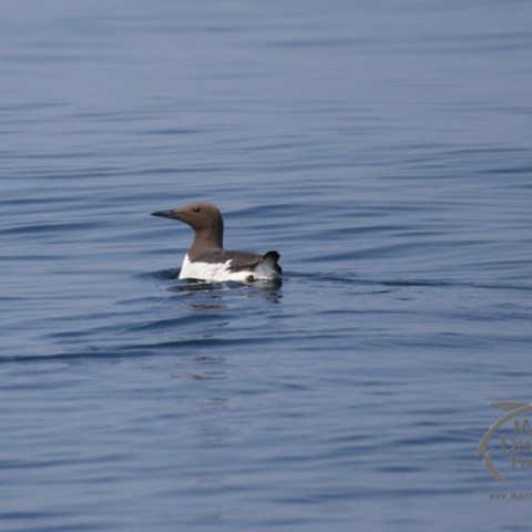 guillemot