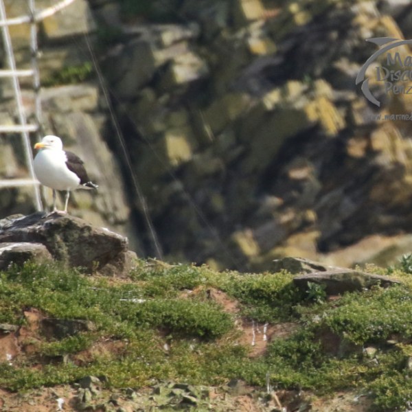 black backed gull and chick
