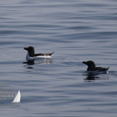 razorbills