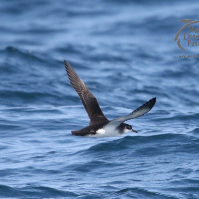 A Manx shearwater