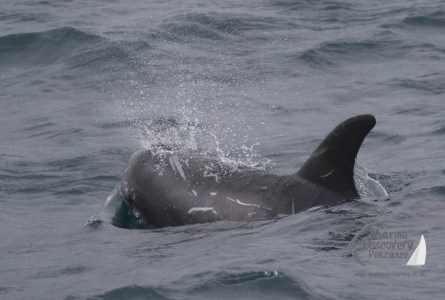 Risso's dolphin