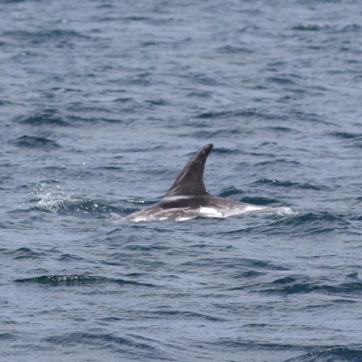 Risso's dolphin