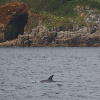 Risso's dolphin by coast