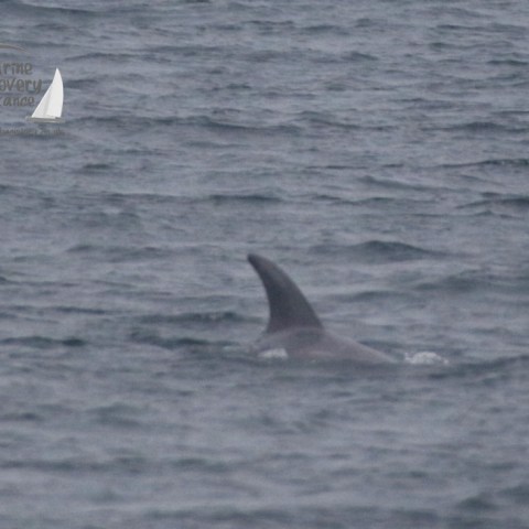 Risso's dolphin in the drizzle