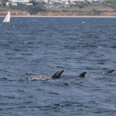 Risso's dolphin