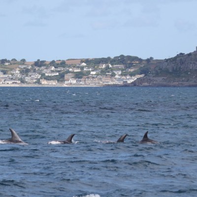 Risso's dolphins in front of Mount