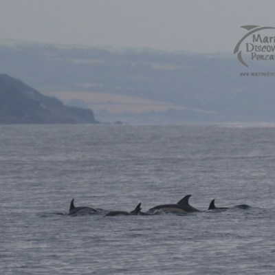 pod of common dolphins