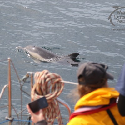 watching bowiding dolphins