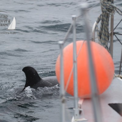 bowriding Risso's dolphin