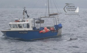 bowriding common dolphin