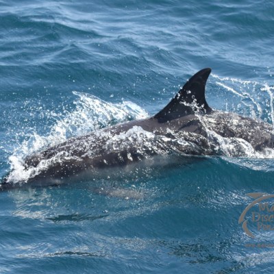 common dolphin