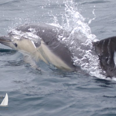 common dolphin