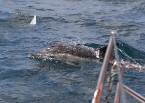 common dolphin
