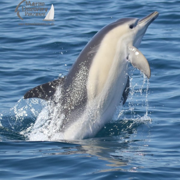 common dolphin breach