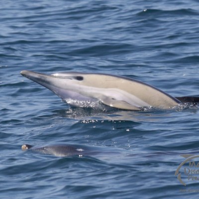 common dolphin face