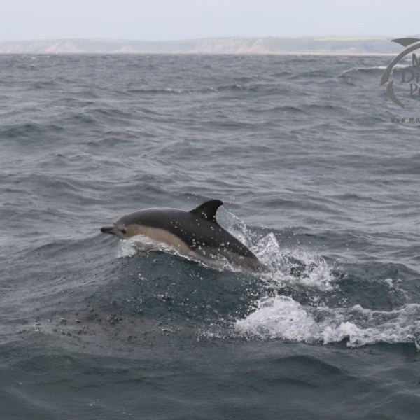 common dolphin bowriding