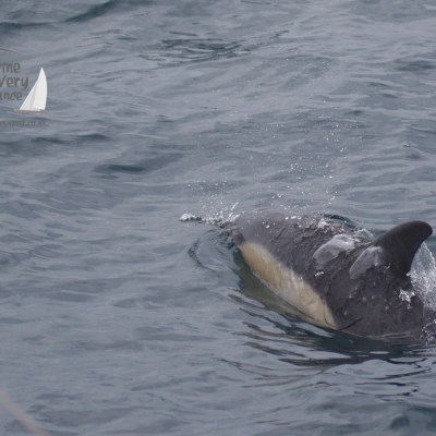 common dolphin