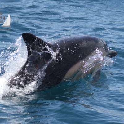 common dolphin