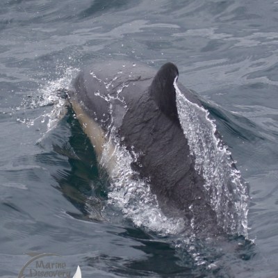 common dolphin