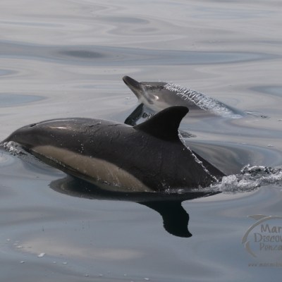 common dolphins