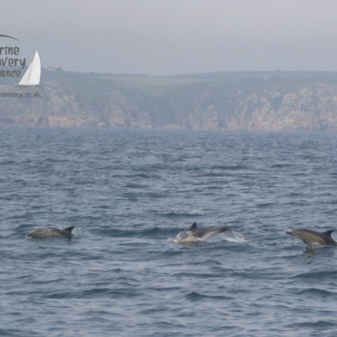 common dolphins