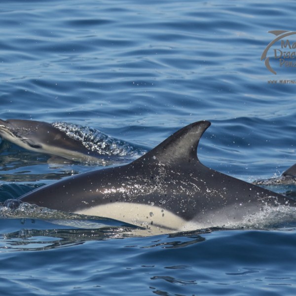 common dolphins