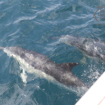 common dolphins