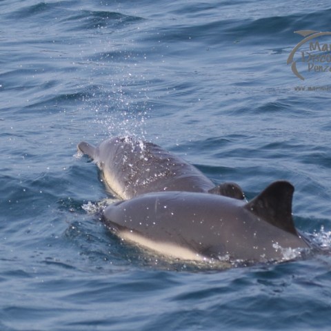 common dolphins
