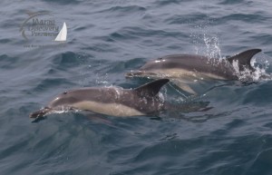 common dolphins