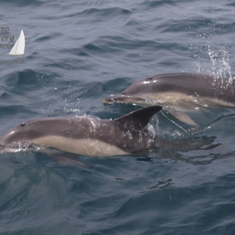 common dolphins